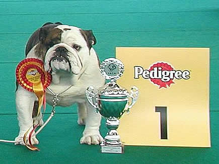 English Bulldog Captain Hudson With Mystyle